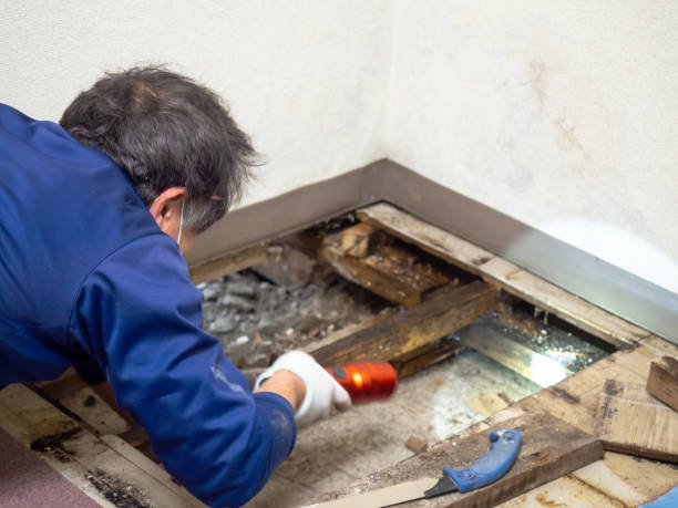 Best Residential Mold Removal  in Scottville, MI
