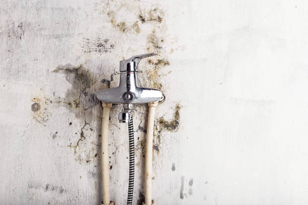 Professional Mold Removal in Scottville, MI
