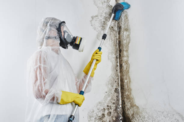 Best Home Mold Removal  in Scottville, MI