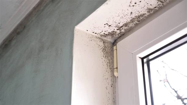 Trusted Scottville, MI Mold Removal Experts