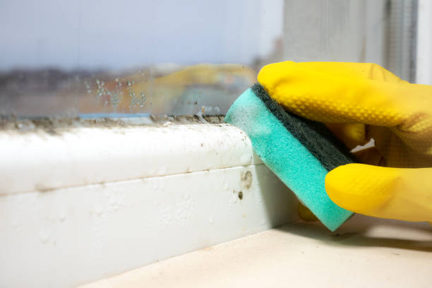 Best Mold Remediation  in Scottville, MI