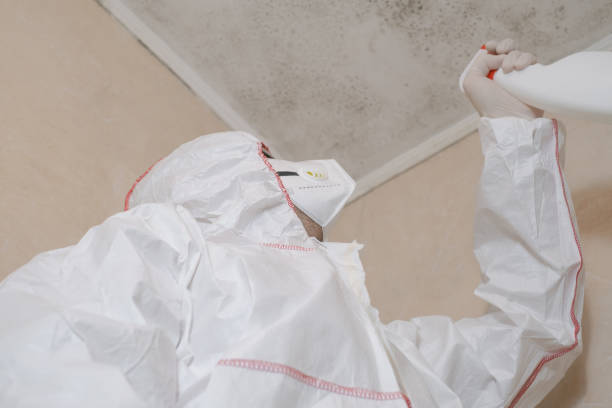 Best Commercial Mold Removal  in Scottville, MI