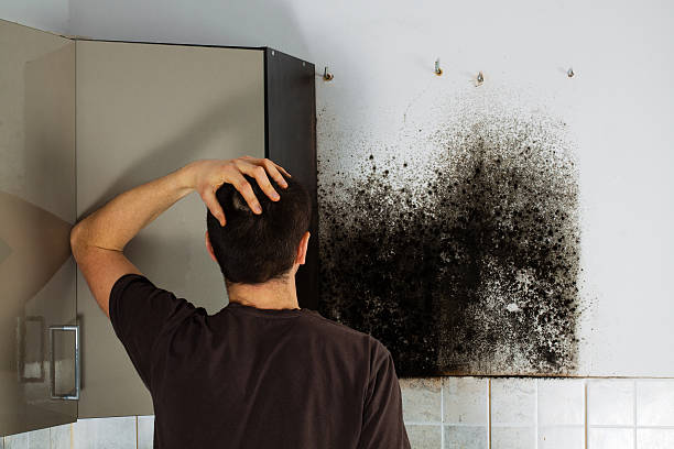 Best Black Mold Removal  in Scottville, MI
