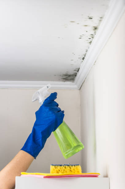 Best Local Mold Removal Service  in Scottville, MI